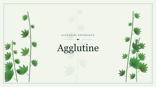 Illustration botanique stylisée du terme « Agglutine » du glossaire