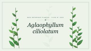 Planche botanique stylisée d’Aglaophyllum ciliolatum