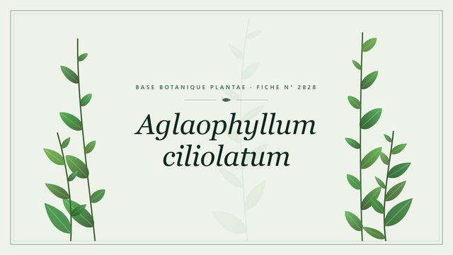 Aglaophyllum ciliolatum : une algue rouge foliacée aux bords ciliés Planche botanique stylisée d’Aglaophyllum ciliolatum
