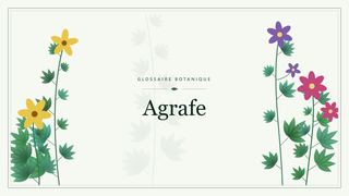 Illustration botanique stylisée du terme « Agrafe » du glossaire