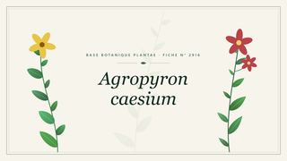 Planche botanique stylisée d’Agropyron caesium