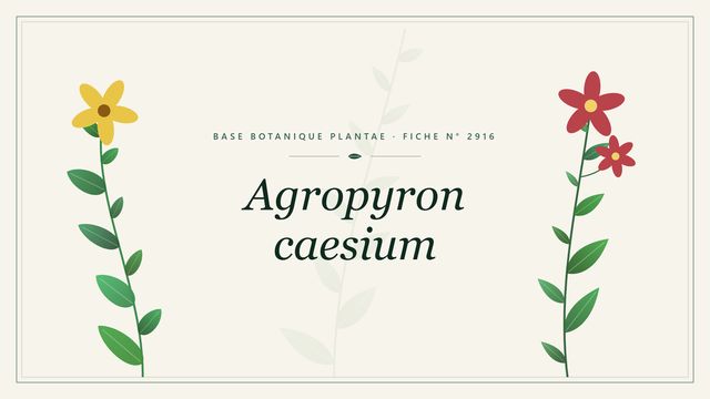 Agropyron caesium : fiche descriptive et taxonomie Planche botanique stylisée d’Agropyron caesium