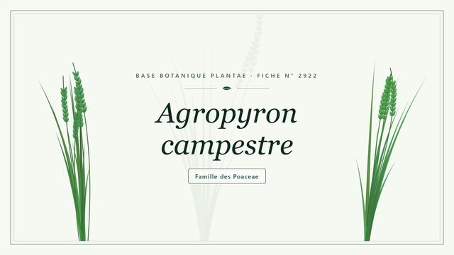 Agropyron campestre Planche botanique stylisée d’Agropyron campestre, famille des Poaceae