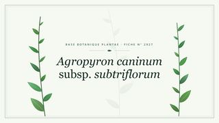 Planche botanique stylisée d’Agropyron caninum subsp. subtriflorum