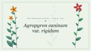Planche botanique stylisée d’Agropyron caninum var. rigidum