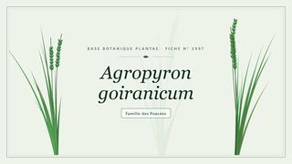 Planche botanique stylisée d’Agropyron goiranicum, famille des Poacées