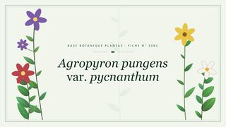 Planche botanique stylisée d’Agropyron pungens var. pycnanthum