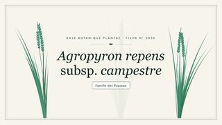 Planche botanique stylisée d’Agropyron repens subsp. campestre, famille des Poaceae