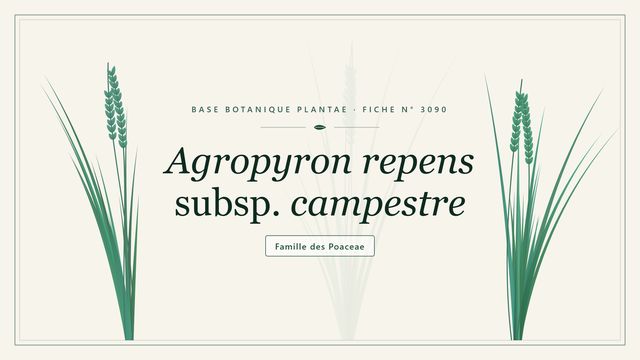 Agropyron repens subsp. campestre Planche botanique stylisée d’Agropyron repens subsp. campestre, famille des Poaceae