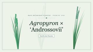 Planche botanique stylisée d’Agropyron × ‘Androssovii’, famille des Poacées