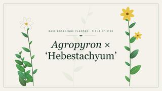 Planche botanique stylisée d’Agropyron × ‘Hebestachyum’