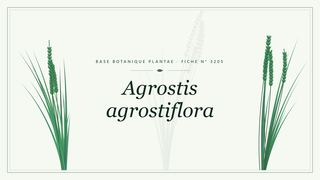 Planche botanique stylisée d’Agrostis agrostiflora