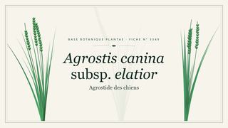 Planche botanique stylisée d’Agrostis canina subsp. elatior (Agrostide des chiens)