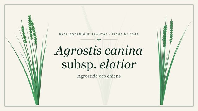 Agrostis canina subsp. elatior : comment s'y retrouver Planche botanique stylisée d’Agrostis canina subsp. elatior (Agrostide des chiens)