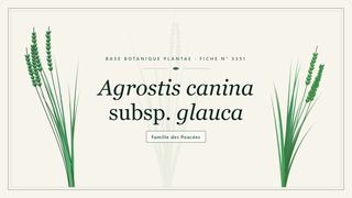 Planche botanique stylisée d’Agrostis canina subsp. glauca, famille des Poacées