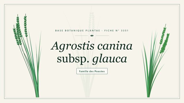 Reconnaître Agrostis canina subsp. glauca, agrostide des chiens glauque Planche botanique stylisée d’Agrostis canina subsp. glauca, famille des Poacées