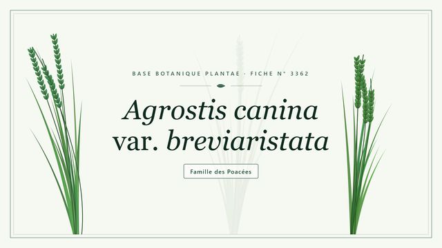 Agrostis canina var. breviaristata Planche botanique stylisée d’Agrostis canina var. breviaristata, famille des Poacées