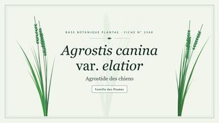 Planche botanique stylisée d’Agrostis canina var. elatior (Agrostide des chiens), famille des Poaées