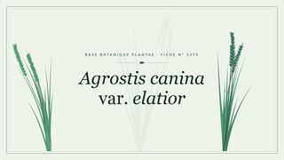 Planche botanique stylisée d’Agrostis canina var. elatior