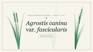 Planche botanique stylisée d’Agrostis canina var. fascicularis, famille des Poacées