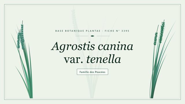 Agrostide des chiens grêle : la variété tenella Planche botanique stylisée d’Agrostis canina var. tenella, famille des Poacées