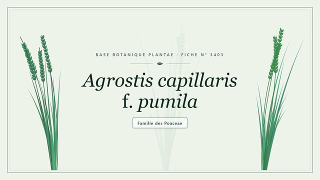 Agrostis capillaris f pumila : conseils et analyse Planche botanique stylisée d’Agrostis capillaris f. pumila, famille des Poaceae
