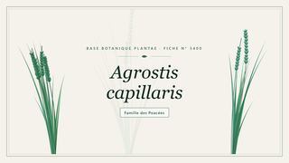 Planche botanique stylisée d’Agrostis capillaris, famille des Poacées