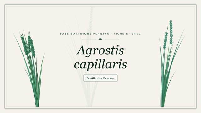 Agrostis capillaris : guide complet Planche botanique stylisée d’Agrostis capillaris, famille des Poacées