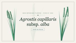 Planche botanique stylisée d’Agrostis capillaris subsp. alba, famille des Poaceae