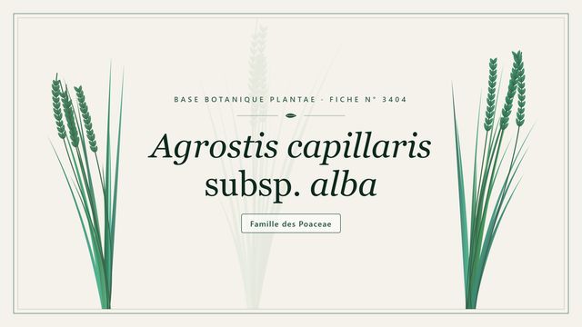 Agrostis capillaris subsp. alba : guide complet Planche botanique stylisée d’Agrostis capillaris subsp. alba, famille des Poaceae