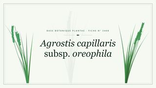 Planche botanique stylisée d’Agrostis capillaris subsp. oreophila