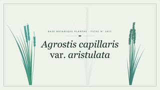 Planche botanique stylisée d’Agrostis capillaris var. aristulata