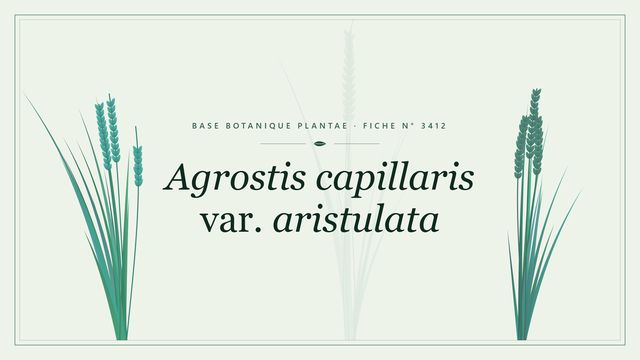 Agrostis capillaris var. aristulata : fiche descriptive et taxonomie Planche botanique stylisée d’Agrostis capillaris var. aristulata