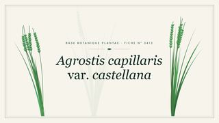 Planche botanique stylisée d’Agrostis capillaris var. castellana