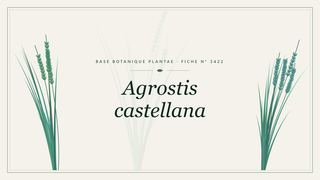 Planche botanique stylisée d’Agrostis castellana