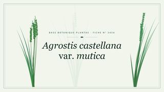 Planche botanique stylisée d’Agrostis castellana var. mutica