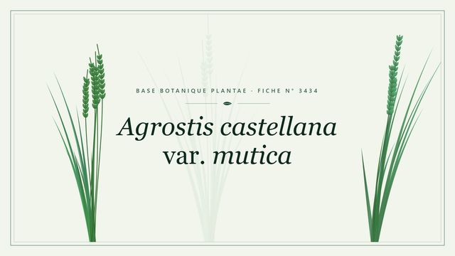 Agrostis castellana var. mutica : fiche descriptive et taxonomie Planche botanique stylisée d’Agrostis castellana var. mutica