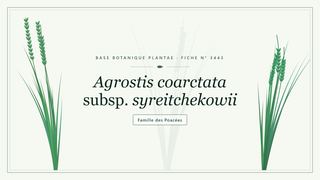 Planche botanique stylisée d’Agrostis coarctata subsp. syreitchekowii, famille des Poacées