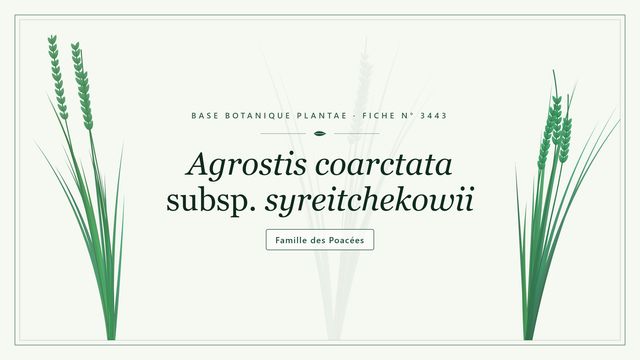 Agrostide contractée de Syreitchekow : nom, dédicace et milieu Planche botanique stylisée d’Agrostis coarctata subsp. syreitchekowii, famille des Poacées
