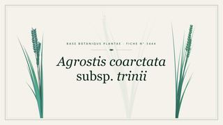 Planche botanique stylisée d’Agrostis coarctata subsp. trinii