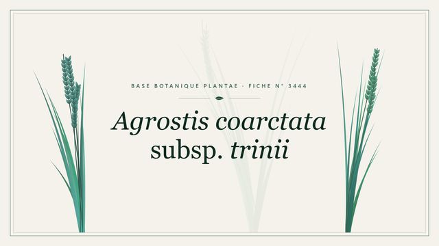 Agrostis coarctata subsp. trinii : fiche descriptive et taxonomie Planche botanique stylisée d’Agrostis coarctata subsp. trinii