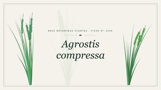 Planche botanique stylisée d’Agrostis compressa