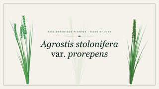 Planche botanique stylisée d’Agrostis stolonifera var. prorepens