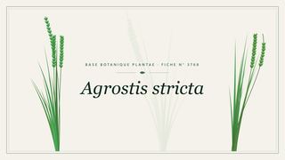 Planche botanique stylisée d’Agrostis stricta