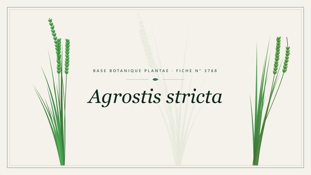 Agrostis stricta : fiche descriptive et taxonomie Planche botanique stylisée d’Agrostis stricta