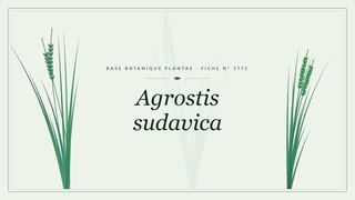 Planche botanique stylisée d’Agrostis sudavica