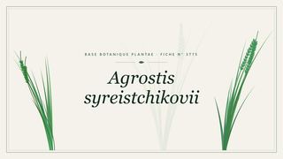 Planche botanique stylisée d’Agrostis syreistchikovii