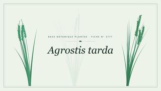 Planche botanique stylisée d’Agrostis tarda