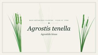 Planche botanique stylisée d’Agrostis tenella (Agrostide ténue)