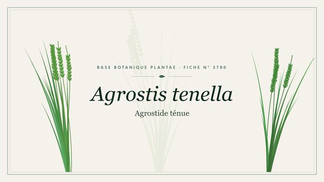 Agrostis tenella : repères utiles Planche botanique stylisée d’Agrostis tenella (Agrostide ténue)